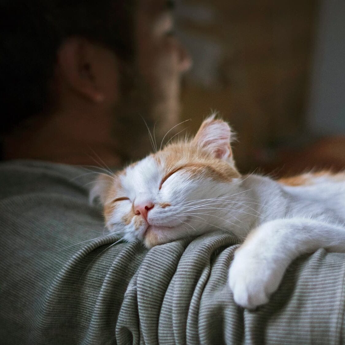 white and orange cat sleeping on a man's arm